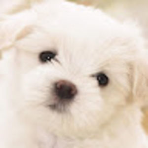 Meet your Posher, Cooper